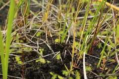 Brownseya serpentina