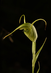Pterostylis laxa