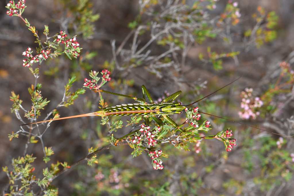 Hemisaga albilinea