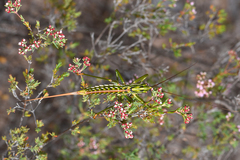 Hemisaga albilinea