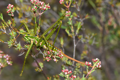Hemisaga albilinea