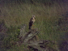 Buteogallus meridionalis