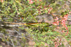 Hemisaga albilinea