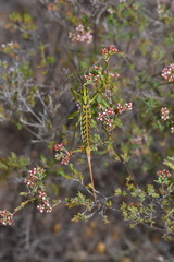 Hemisaga albilinea