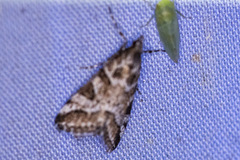 Phanomorpha dapsilis