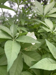 Ipomoea hochstetteri
