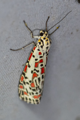 Utetheisa lotrix
