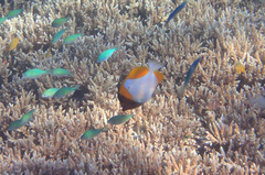 Hemitaurichthys polylepis