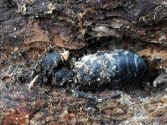 Iphthiminus serratus