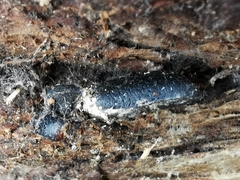 Iphthiminus serratus