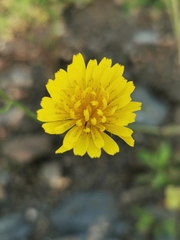 Crepis palaestina