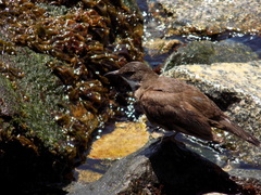 Cinclodes nigrofumosus