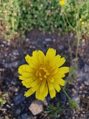 Crepis palaestina