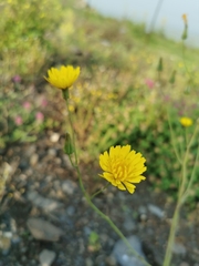 Crepis palaestina