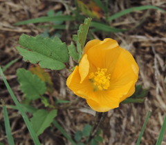 Malvastrum aurantiacum