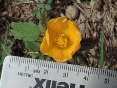 Malvastrum aurantiacum