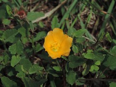 Malvastrum aurantiacum