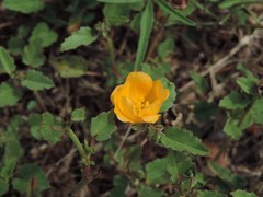 Malvastrum aurantiacum