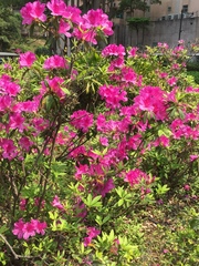 Rhododendron pulchrum phoeniceum