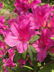 Rhododendron pulchrum phoeniceum