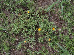 Malvastrum aurantiacum