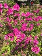 Rhododendron pulchrum phoeniceum