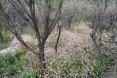 Actinotus forsythii