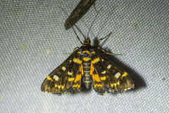 Diathrausta ochreipennis