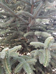 Picea pungens