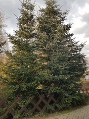 Picea pungens