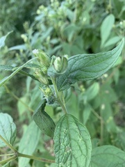 Blainvillea gayana