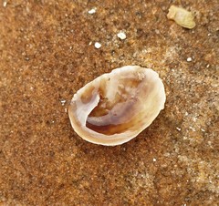 Bostrycapulus pritzkeri