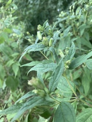 Blainvillea gayana