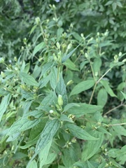 Blainvillea gayana
