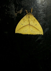 Catacantha stramentalis