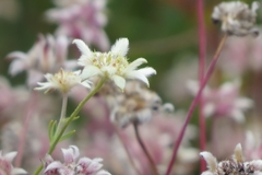 Actinotus forsythii
