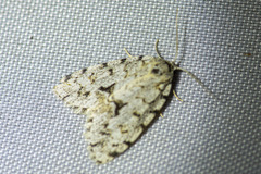 Thallarcha macilenta