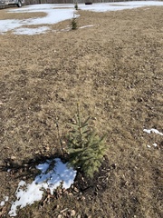 Picea glauca densata