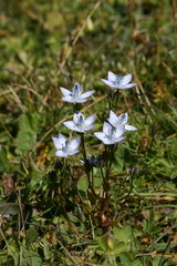 Lomatogonium carinthiacum