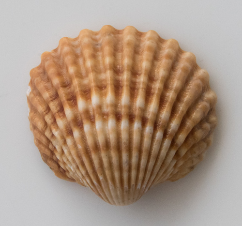 Representative image of Acanthocardia