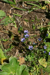 Gentianella azurea