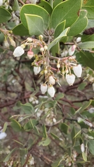 Arctostaphylos manzanita elegans