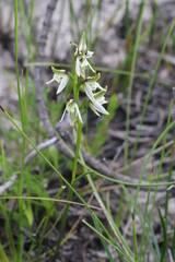 Prasophyllum striatum