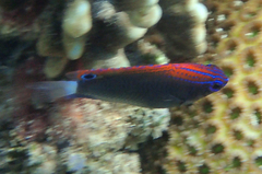 Pomacentrus bankanensis