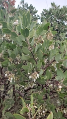 Arctostaphylos manzanita elegans
