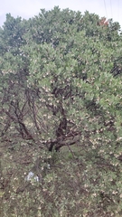 Arctostaphylos manzanita elegans