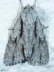 Acronicta texana