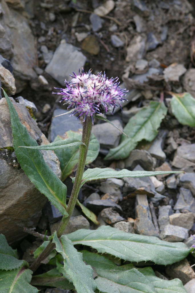 Saussurea pseudoalpina