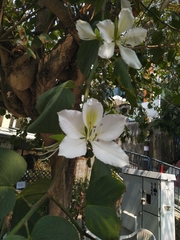 Bauhinia variegata candida