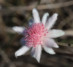 Actinotus forsythii